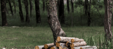 desmatamento no brasil