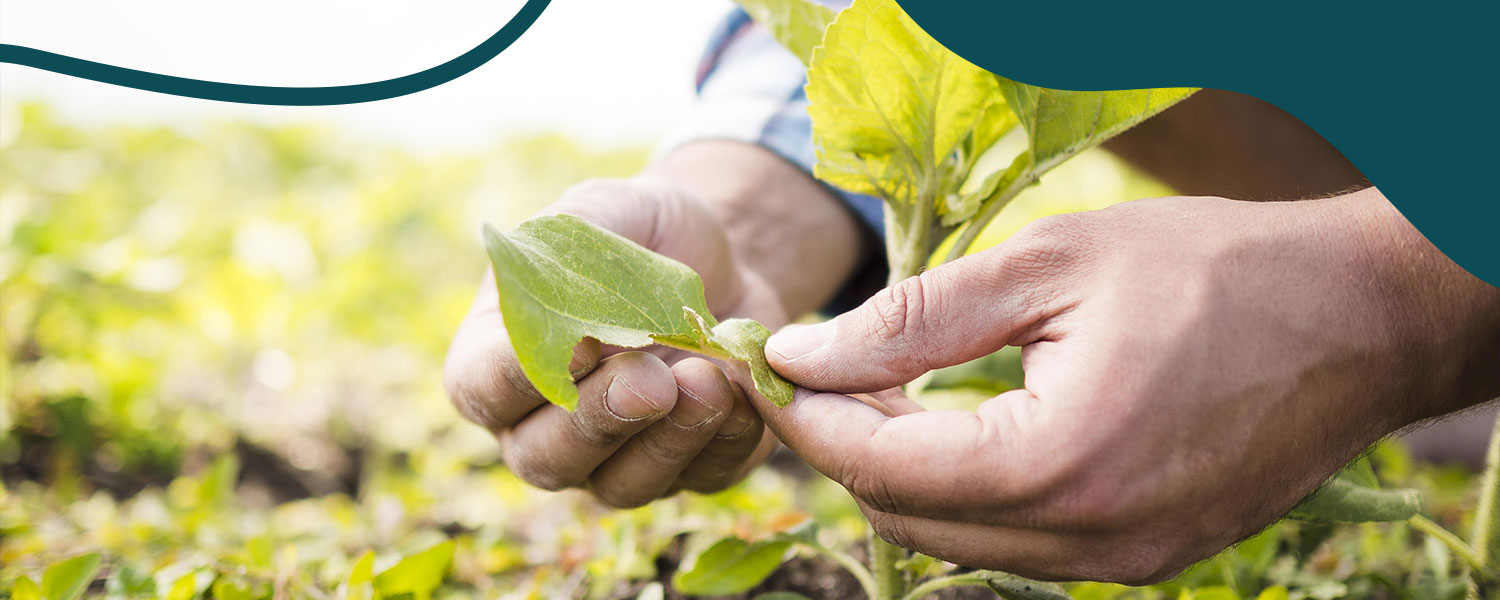 O Que é A Agricultura Regenerativaambscience